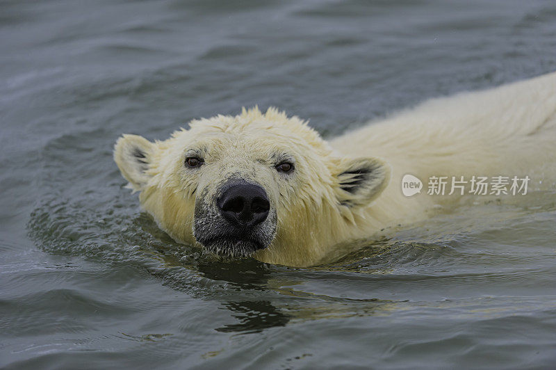 北极熊(Ursus maritimus)是一种土生土长的北极熊，主要生活在北极圈内，包括北冰洋及其周围的海洋和陆地。在阿拉斯加巴特岛附近的海洋里游泳。